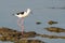 Black-winged Stilt walking and finding food on the coastal intertidal area