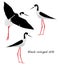 Black-winged stilt on white background