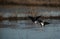 Black-winged Stilts