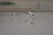 Black-winged stilts fighting in the Yamuna River.