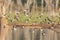 Black winged stilts in flight