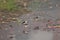 Black-winged stilts Himantopus himantopus surrounded by garbage.