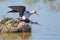 Black-winged Stilts Mating - Himantopus himantopus, Mallorca