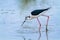 Black wingerd stilt  swamp birds European ponds and lakes