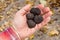 Black winter truffle mushroom in man`s hand. Nature background