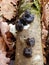 Black Witch\'s Butter Fungus