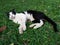 Black and withe cute cat laying on green grass
