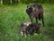 Black Wolf (Canis lupus) and Frolicking Pups