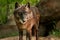 Black Wolf (Canis lupus) Stares Out