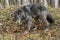 Black wolf in the forest chewing on a deer bone.