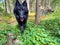 black wolf forest hunting green dog looks at you Grunendahl