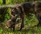 Black Wolf Pup (Canis lupus) Licks Mother Mouth