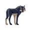 Black Wolf or Timber wolf Canis lupus standing and looking back. Wildlife scene. Cartoon character of a dangerous mammal