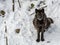 Black Wolves with Fantastc Yellow Eyes Looking at the Camera