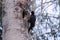 The black woodpecker, adult bird cleaning out nesting hole.