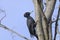 Black woodpecker, dryocopus martius