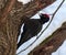 Black woodpecker (Dryocopus martius)