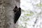 Black Woodpecker & x28; Dryocopus martius & x29; feeding young nestling Germany