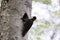 Black Woodpecker ( Dryocopus martius ) feeding young nestling Germany