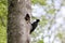 Black Woodpecker ( Dryocopus martius ) feeding young nestling Germany