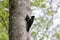 Black Woodpecker ( Dryocopus martius ) feeding young nestling Germany