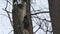 Black woodpecker (Dryocopus martius) hammer a dry tree