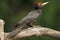 The black woodpecker Dryocopus martius with red wood ants or horse ants Formica rufa on his feathers sitting on old dry branch