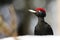 The black woodpecker Dryocopus martius sitting on the ground on a snowy hill. Portrait of a big black woodpecker with a red head