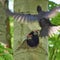 Black Woodpecker feeds its chicks.