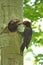 Black Woodpecker feeds its chicks.