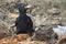 Black woodpecker in a forest glade busy search for food