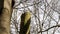 Black woodpecker in hackneyed beech tree, Holland