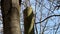 Black woodpecker in hole in dutch forest