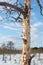 Black woodpecker holes on a dried pine