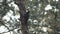 Black Woodpecker hunting insects in pine mountain forest