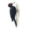 Black woodpecker watercolor illustration. Realistic hand drawn Dryocopus Martin avian. Forest wildlife bird on tree