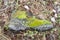 Black work shoe overgrown with moss and grass on ground