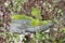 Black work shoe overgrown with moss and grass on ground