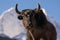 Black Yak in Everest region in a morning, Everest region, Nepal