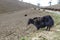 Black Yak in the field in Phokjikha Valley, central Bhutan