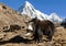 Black yak on the way to Everest and mount Pumo ri