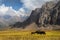 Black yaks graze high in the mountains. Traditional tibetan pet