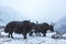 Black yaks graze in a snowy valley in the Himalayan mountains of Nepal