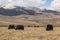 Black Yaks grazing in Tibet