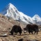 Black yaks and mount Pumo ri Nepal himalayas mountains