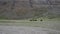 Black yaks walking in the himalayas mountains, Tibet, China