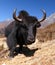 Black yaks on the way to Everest base camp - Nepal