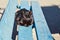 Black yard cat lying on a wooden bench