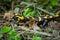 A black and yellow amphibian