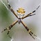 Black and Yellow Argiope spider on web